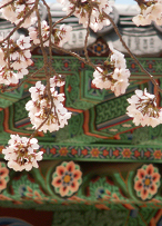 청도 운문사, 사리암에서 만난 봄꽃들