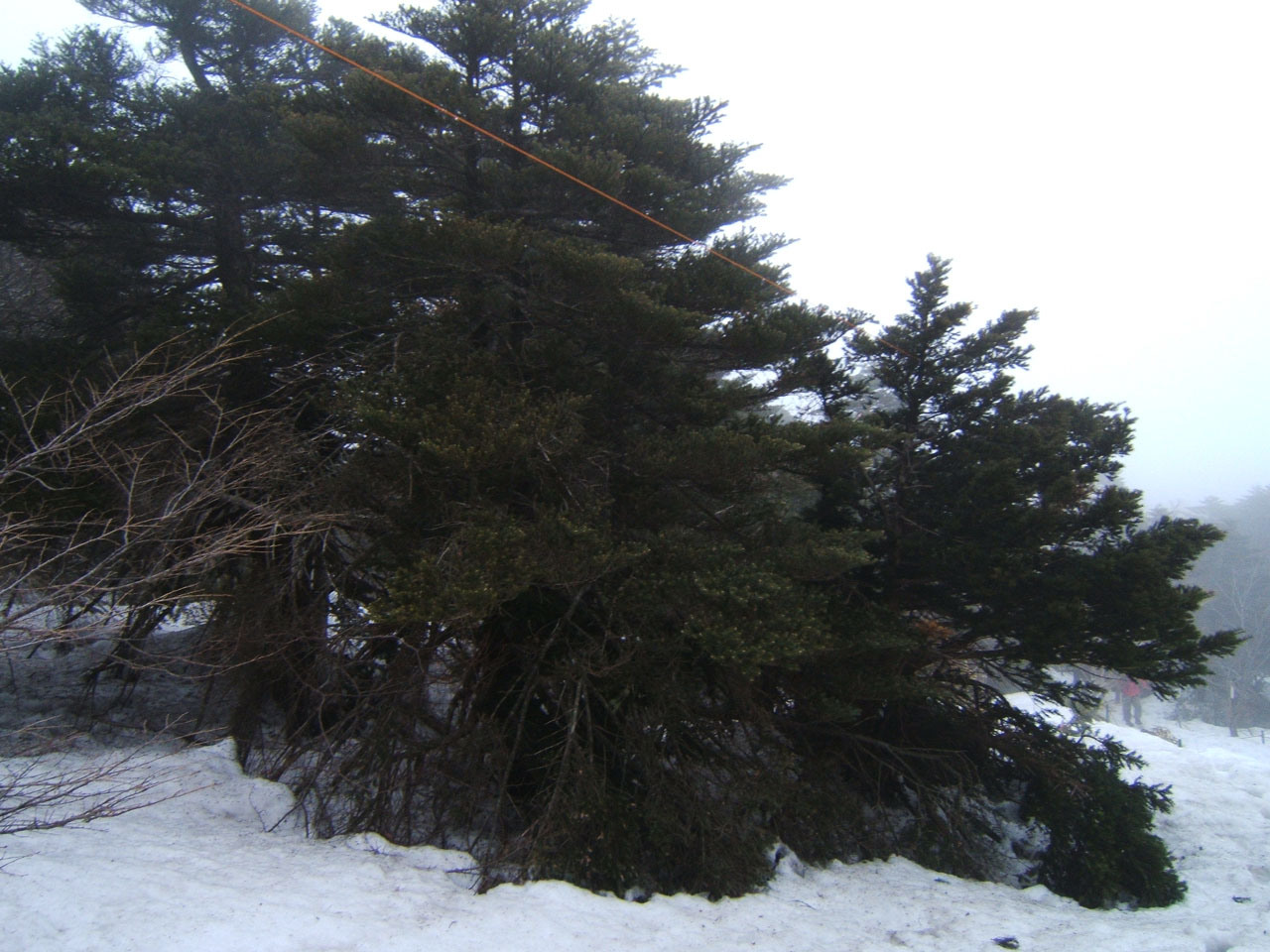 눈밭에 싸인 주상나무들...춥겠다.
