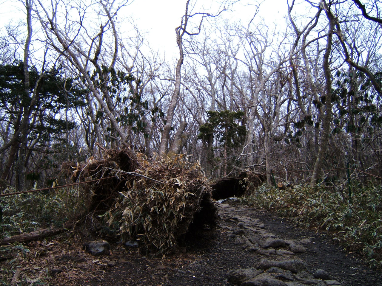 작년 태풍 매미에 뿌리채 뽑힌 나무두그루