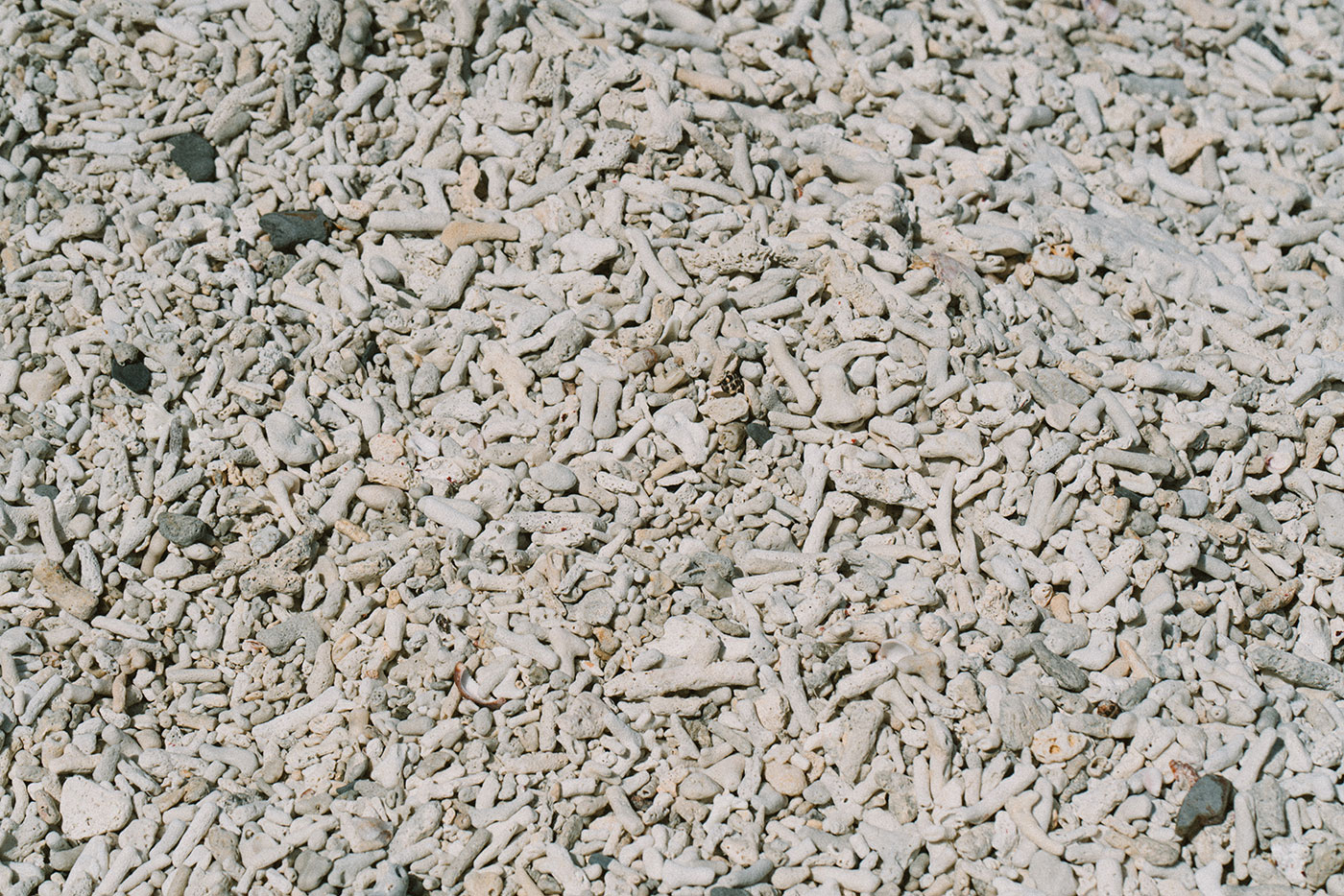 대체로 밝은색을 띄는 작은 산호 조각들로 이루어진 모래 사장을 가까이에서 촬영한 모습이다.