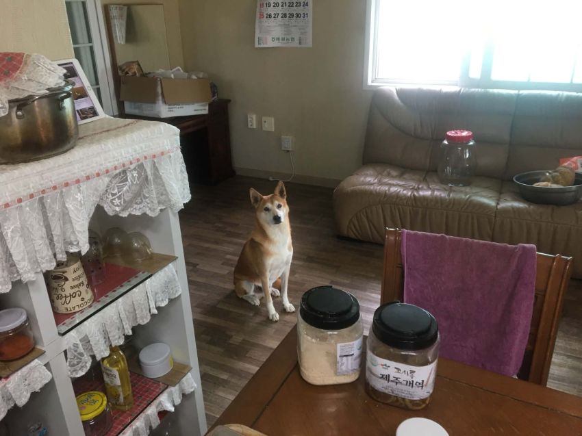 사용자 삽입 이미지